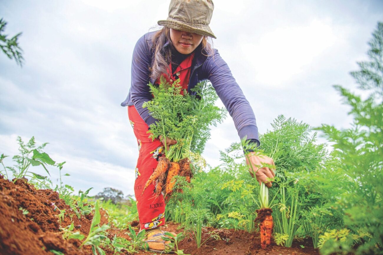 Image shows an agricultural worker picking carrots.