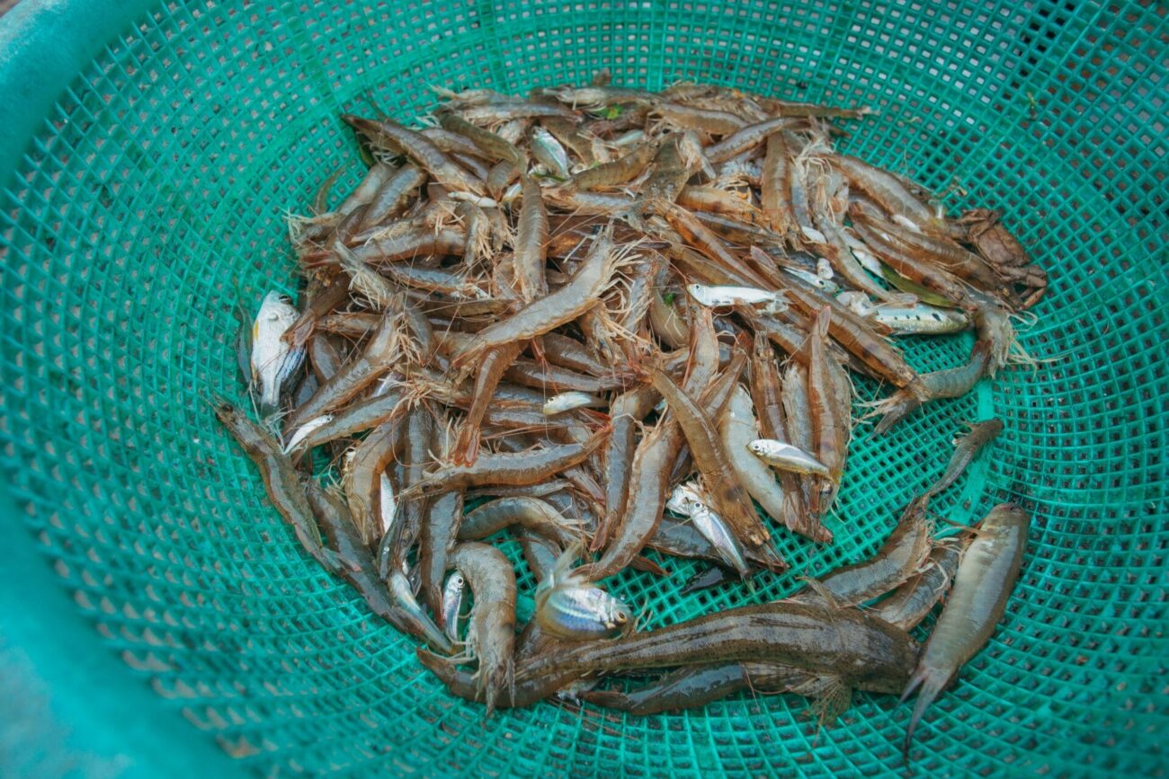 A green plastic mesh basket filled with fresh raw shrimp or prawns. The crustaceans have translucent grayish-brown shells with long antennae and are piled together in the basket, appearing to be recently caught seafood ready for cooking or sale.
