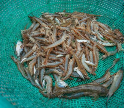 A green plastic mesh basket filled with fresh raw shrimp or prawns. The crustaceans have translucent grayish-brown shells with long antennae and are piled together in the basket, appearing to be recently caught seafood ready for cooking or sale.