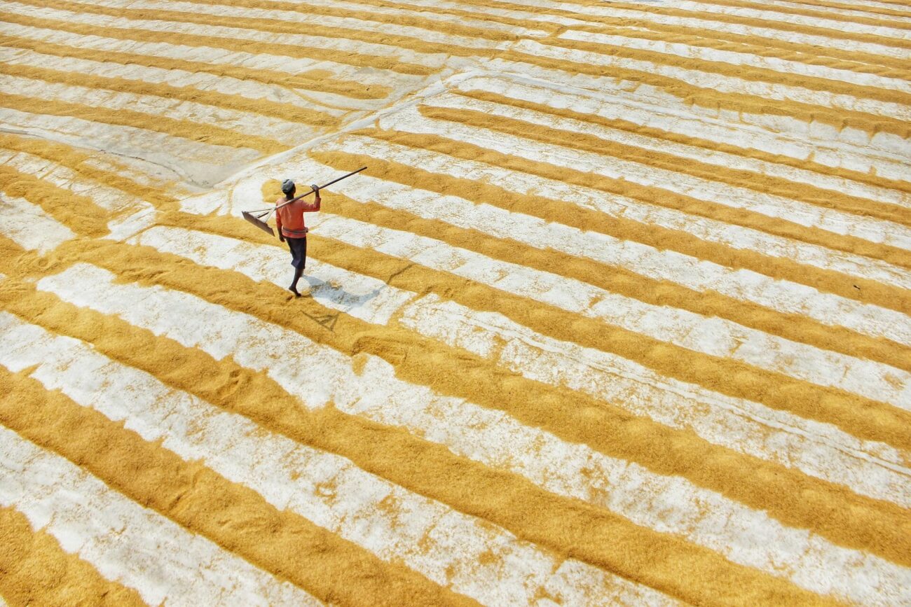 A person walks across a vast field of drying grains, arranged in long, alternating rows of golden yellow and pale white. The individual carries a tool used for spreading or turning the grains, emphasizing the manual labor involved. The rows form a striking geometric pattern, showcasing the scale, precision, and traditional agricultural methods of post-harvest grain drying.